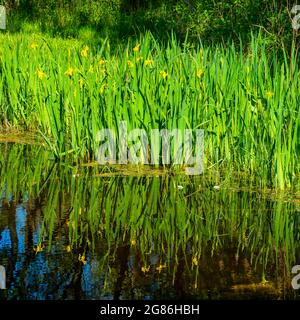 Nahaufnahme von Irissen mit gelber Flagge und Reflexionen im Wasser (Iris pseudacorus) Stockfoto