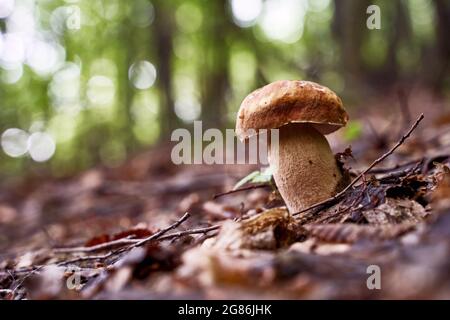 Im Wald wachsen Keps oder Penny-Bun-Pilze Stockfoto