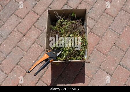 Ipswich, Suffolk, Großbritannien - 17. Juli 2021: Schachtel mit Thymian und Zitronenthymian, frisch aus einem Kräutergarten der Gemeinschaftsküche geschnitten. Stockfoto