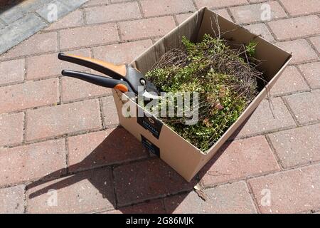 Ipswich, Suffolk, Großbritannien - 17. Juli 2021: Schachtel mit Thymian und Zitronenthymian, frisch aus einem Kräutergarten der Gemeinschaftsküche geschnitten. Stockfoto
