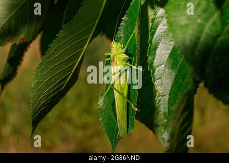 Auf einem Baum auf den Blättern sitzt eine grüne, große echte Langschwanzgrasschrecke. Die Heuschrecke ist ein Aufprallen von Orthoptera. Tettigonia caudata. Stockfoto