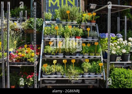 Detail eines Blumenladens mit blühenden Pflanzen zum Verkauf vor dem Orientalischen Markt im Sommer, Genua, Ligurien, Italien Stockfoto