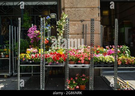 Detail eines Blumenladens mit blühenden Pflanzen zum Verkauf vor dem Orientalischen Markt im Sommer, Genua, Ligurien, Italien Stockfoto