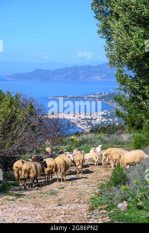 Schafe auf einem Pfad in der Nähe des Dorfes Platsa in der Mani, mit Agios Nokolaos und der Küste von Mani im Hintergrund. Südpeloponnes, Griechenland. Stockfoto