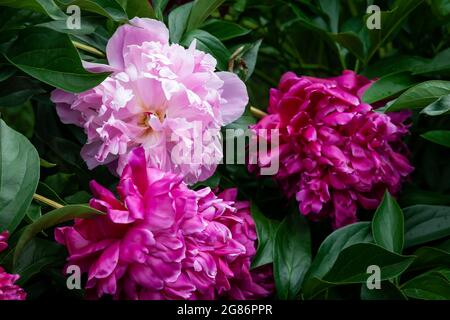 Eine Knospe rosa blühender Pfingstrose. Isolierte Blume auf schwarzem Hintergrund mit Beschneidungspfad ohne Schatten. Für das Design. Natur. Stockfoto