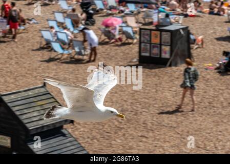 Brighton, 17. Juli 2021: Eine Möwe, die heute Nachmittag das herrliche Wetter am Strand von Brighton genießt Kredit: Andrew Hasson/Alamy Live News Stockfoto