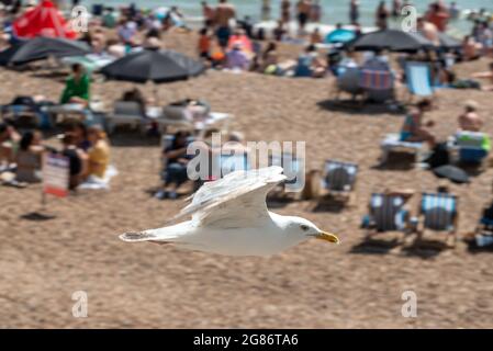 Brighton, 17. Juli 2021: Eine Möwe, die heute Nachmittag das herrliche Wetter am Strand von Brighton genießt Kredit: Andrew Hasson/Alamy Live News Stockfoto