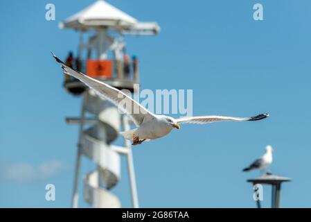 Brighton, 17. Juli 2021: Eine Möwe, die heute Nachmittag das herrliche Wetter am Strand von Brighton genießt Kredit: Andrew Hasson/Alamy Live News Stockfoto