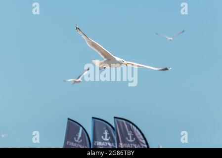 Brighton, 17. Juli 2021: Eine Möwe, die heute Nachmittag das herrliche Wetter am Strand von Brighton genießt Kredit: Andrew Hasson/Alamy Live News Stockfoto