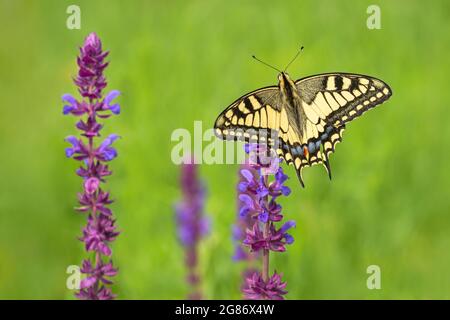 Der wunderschöne gelbe, schwarze, blaue und rote Schwalbenschwanzschmetterling der alten Welt, Papilio machaon, sitzt auf einer purpurnen Blume, die auf einer Wiese wächst. Grünes Gras. Stockfoto