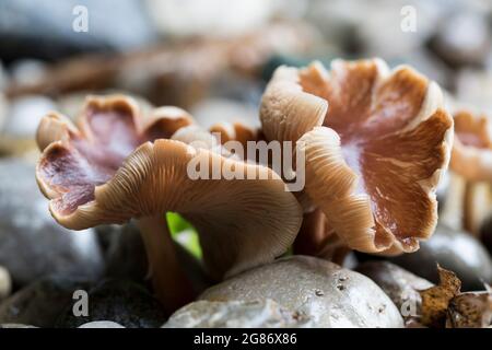 Agarischer Pilz Nahaufnahme von Pilzen. Stockfoto