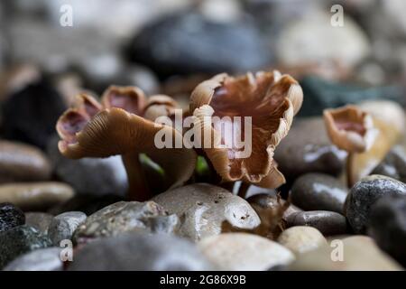 Wellenförmige Pilzmütze Nahaufnahme Tubaria fufufuracea Fruchtpilzkörper. Stockfoto