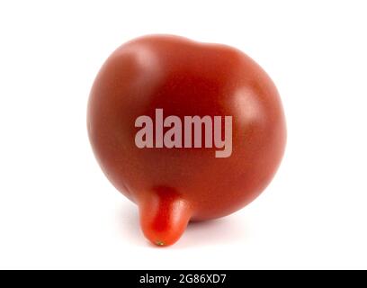 Frische Tomate mit länglicher Spitze isoliert auf weißem Hintergrund Stockfoto
