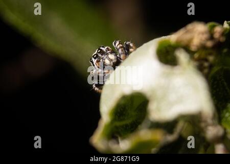 Eine springende Spinne versteckt sich hinter der Kurve eines Blattes. Stockfoto