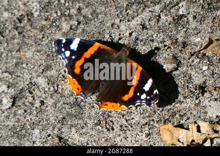 Vanessa atalanta oder roter Admiral, der auf dem Boden sitzt. Es ist ein mittelgroßer Schmetterling mit schwarzen Flügeln, roten Bändern und weißen Flecken. Stockfoto