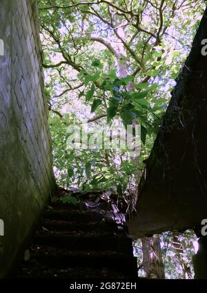 Ein Baum, der durch das Loch einer Treppe gesehen wird. Das Obergeschoss und das Dach dieses verlassenen Hauses fehlen. Stockfoto