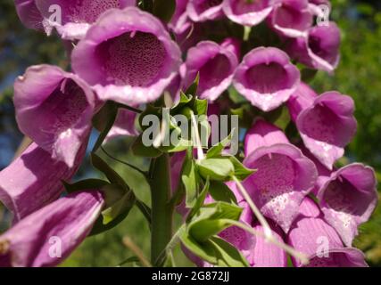 Nahaufnahme von violetten Digitalis-Blüten. Digitalis purpurea, der Fuchshandschuh oder gewöhnliche Fuchshandschuh, ist in Europa und anderen gemäßigten Regionen beheimatet Stockfoto