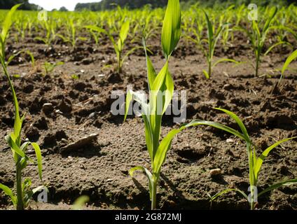 Reihen junger Maistriebe auf einem landwirtschaftlichen Feld. Stockfoto