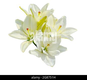 Schöne weiße Lilien auf weißem Hintergrund isoliert. Elegante weiße Lilienblumen aus nächster Nähe Stockfoto