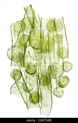 Frisch geschnittene transparente Gurke auf weißem Hintergrund. Flach liegend. Draufsicht Stockfoto