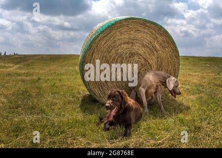 Brown Flat coated Retriever Welpe und Weimarane auf einer Sommerwiese. Landwirtschaftliche Landschaft in der Tschechischen Republik. Heißer Tag auf der Alm. Stockfoto