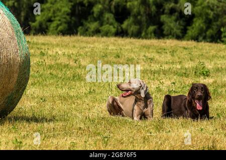 Brown Flat coated Retriever Welpe und Weimarane auf einer Sommerwiese. Landwirtschaftliche Landschaft in der Tschechischen Republik. Heißer Tag auf der Alm. Stockfoto