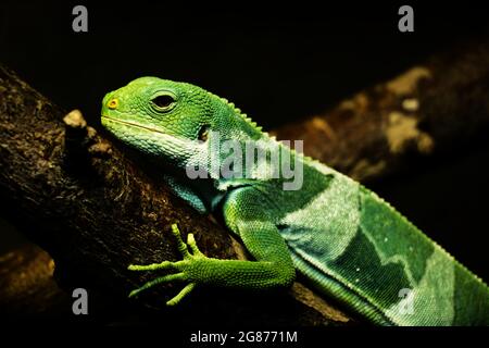 Nahaufnahme der grünen Eidechse - Fidschi gebänderter Leguan (Brachylophus fasciatus) auf einem Baumzweig - schwarzer Hintergrund Stockfoto