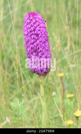 Eine außergewöhnlich große Pyramidenorchidee (Anacamptis pyramidalis), die eher wie ein Flaschenpinsel als wie eine Pyramide aussieht. Stockfoto