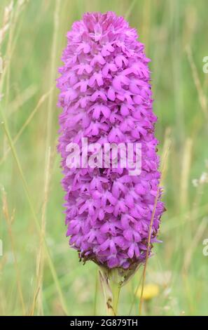 Eine außergewöhnlich große Pyramidenorchidee (Anacamptis pyramidalis), die eher wie ein Flaschenpinsel als wie eine Pyramide aussieht. Stockfoto