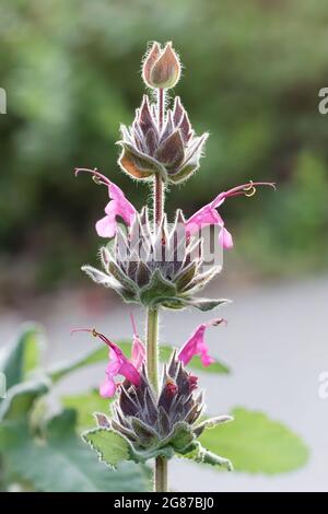 Nahaufnahme einer blühenden Salvia spathacea (Kolibri-Salbei) Pflanze Stockfoto