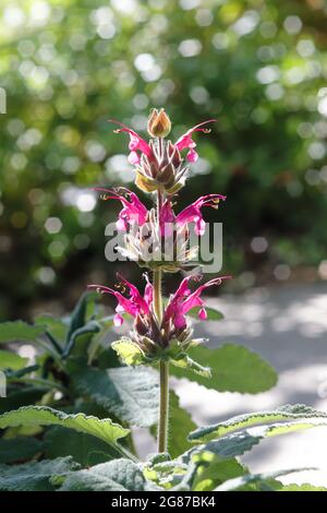 Nahaufnahme einer blühenden Salvia spathacea (Kolibri-Salbei) Pflanze Stockfoto