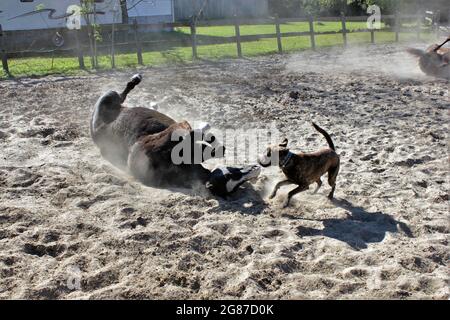 Ein Pferd rollt mit dem besten Freund des Menschen im Sand; ein Dag Stockfoto