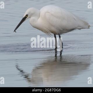 Ein kleiner Reiher (Egretta garzetta), der sich im stillen Wasser widerspiegelt, hält einen kleinen Fisch im Schnabel, den er gerade gefangen hat. Rye Harbour Nature Reserve, Rye H Stockfoto