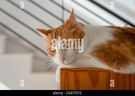 Nahaufnahme. Braune und weiße Katze mit gelben Augen auf einer Holzkiste Stockfoto