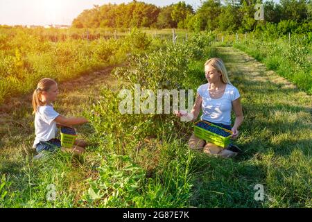 Die junge Mutter mit ihrer Tochter pflückt Heidelbeeren auf einem Bio-Bauernhof. Stockfoto