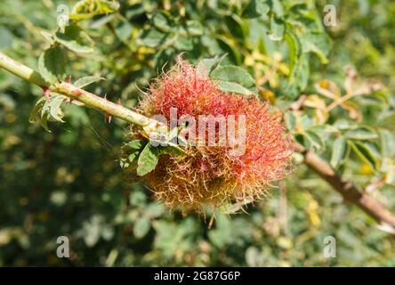 Eine Galle, bekannt als die Rose Bedeguar, Robin's Nadelkissen, moosige Rose oder Moosgalle aus der Gall Wasp (Diplolepis rosae) auf einer Hunderose (Rosa canina) Stockfoto