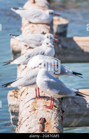 Eine Reihe von Möwen liegt auf einem alten Seebrücke. Möwen ruhen auf dem Wellenbrecher. Die europäische Heringsmöwe, Larus argentatus Stockfoto