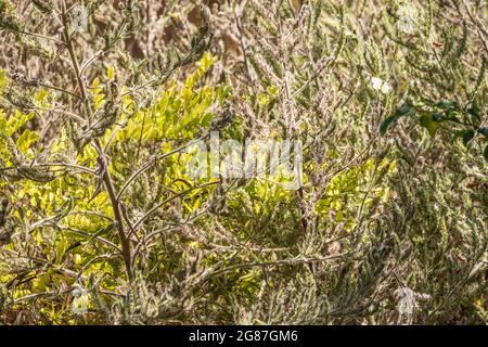 Gelber Herbst flauschiges Federgras mit Samen auf gebogenen Stängeln bei leichtem Wind. Nahaufnahme leicht verwackelt mit selektivem Fokus. Hallo Herbstkonzept. Nat Stockfoto