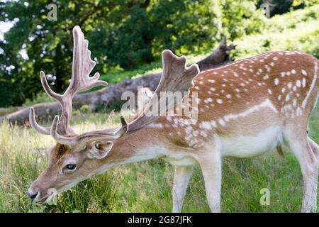 Damhirsch mit neu gewachsenem Geweih im Nationalpark Kent England, Großbritannien Stockfoto