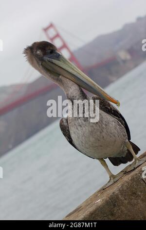 Erwachsener Pelikan unter der Golden Gate Bridge gefangen Stockfoto