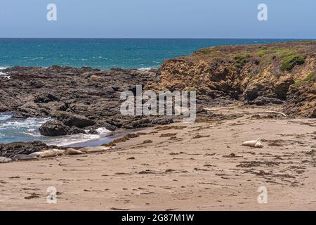 San Simeon, CA, USA - 8. Juni 2021: Pazifikküste nördlich der Stadt. Wenige Elefantenrobben, die am Sandstrand mit schwarzen und braunen Felsen behin schlafen Stockfoto