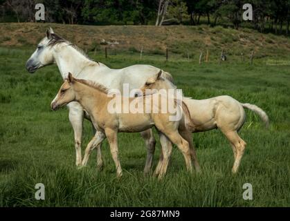 American Quarter pfercht auf einer Ranch im Gunnison County in Colorado. Palominos, Buckskins, duns, grau und Sauerampfer gefärbte Stuten, Fohlen und ein Hengst. Stockfoto