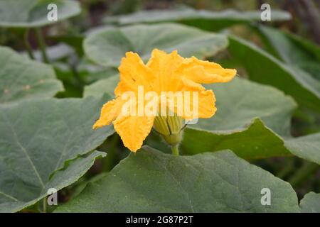 Blühende gelbe Zucchini-Blume im Gemüsegarten Stockfoto