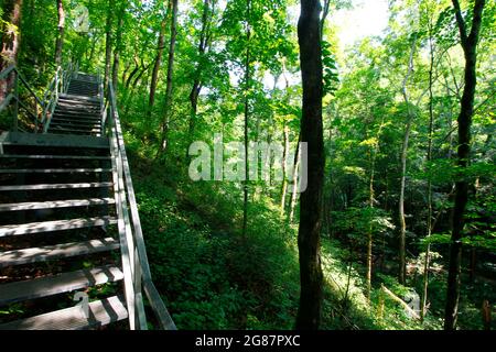 Blick vom Cedar Sink Trail, Mammoth Cave National Park, Kentucky Stockfoto