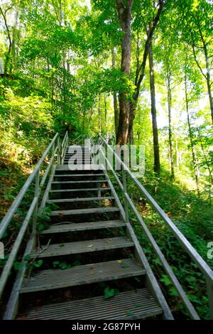 Blick vom Cedar Sink Trail, Mammoth Cave National Park, Kentucky Stockfoto