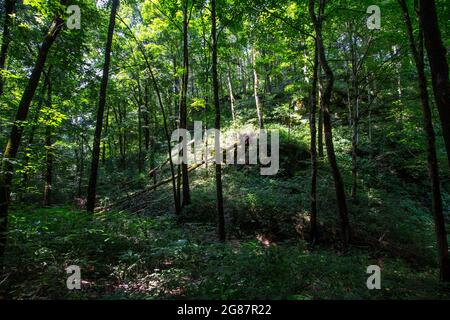 Blick vom Cedar Sink Trail, Mammoth Cave National Park, Kentucky Stockfoto