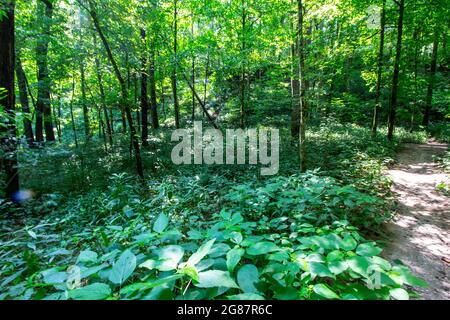 Blick vom Cedar Sink Trail, Mammoth Cave National Park, Kentucky Stockfoto