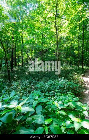 Blick vom Cedar Sink Trail, Mammoth Cave National Park, Kentucky Stockfoto