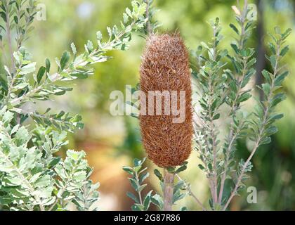 Banksia ashbyi, allgemein bekannt als Ashby's Banksia. Blüte getrocknet und sterbend. Stockfoto