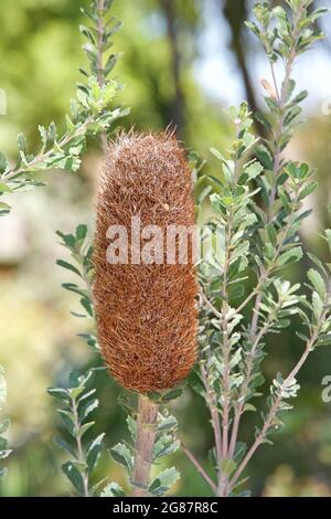 Banksia ashbyi, allgemein bekannt als Ashby's Banksia. Blüte getrocknet und sterbend. Stockfoto